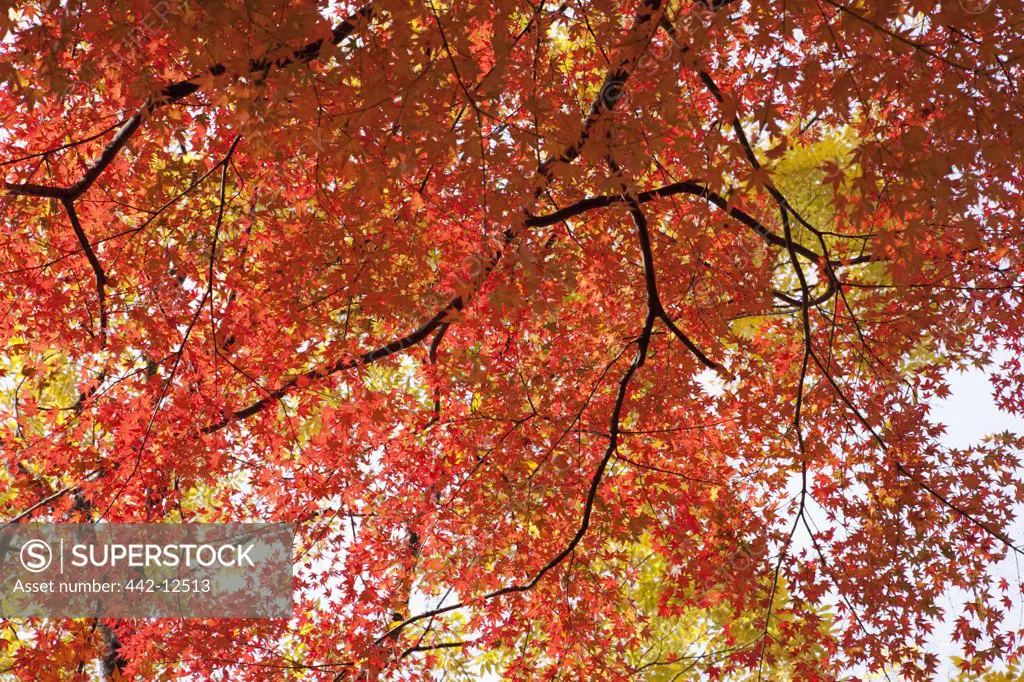 Japanese maple trees in a garden, Kitano Tenmangu Shrine, Kyoto Prefecture, Kinki Region, Honshu, Japan