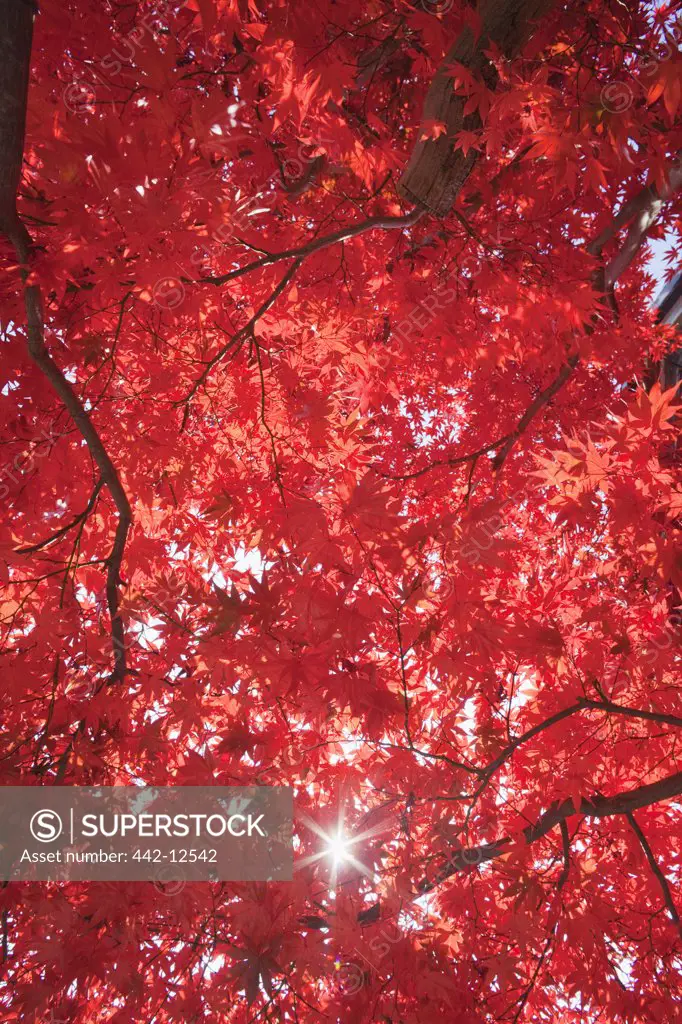 Maple leaves on a tree, Adashino-Nenbutsu-ji Temple, Arashiyama, Kyoto Prefecture, Kinki Region, Honshu, Japan