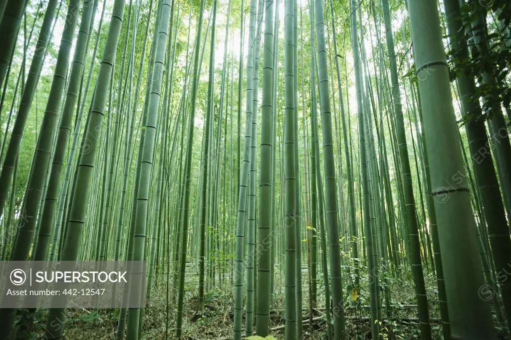 Bamboo trees in a forest, Arashiyama, Kyoto Prefecture, Kinki Region, Honshu, Japan
