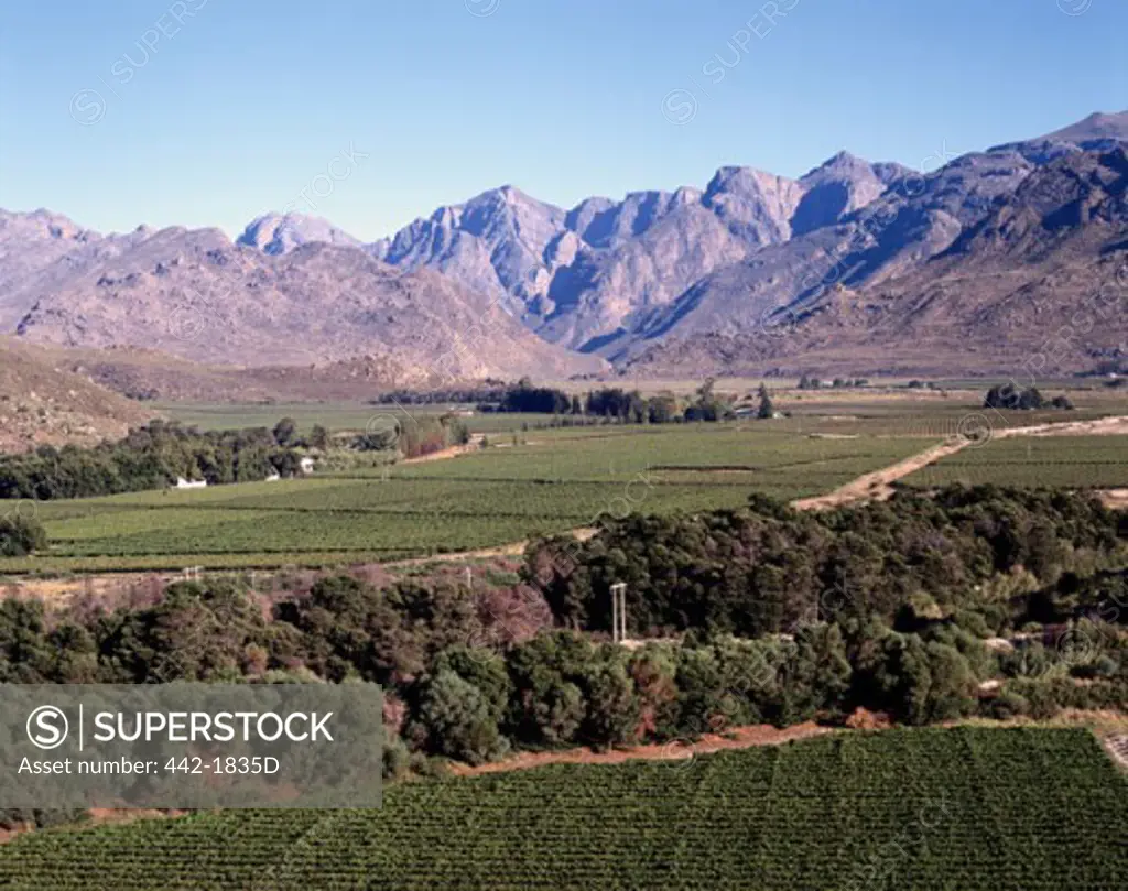 Vineyard on the hillside, Hex River Valley, Cape Province, South Africa