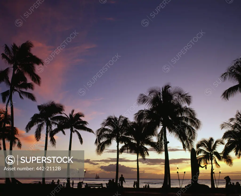 Silhouette of palm trees on the beach, Waikiki Beach, Honolulu, Oahu, Hawaii, USA