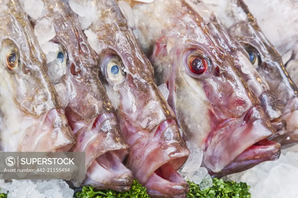 England, London, Southwark, Borough Market, Fish Shop Display of John Dory Fish