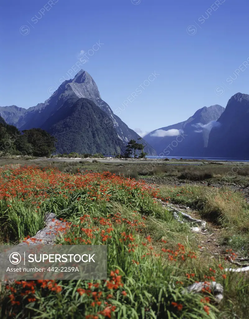 Wildflowers in a landscape, Milford Sound, South Island, New Zealand