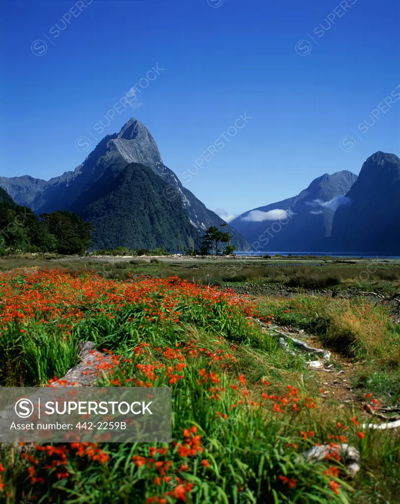 Flowers in a field, Milford Sound, South Island, New Zealand