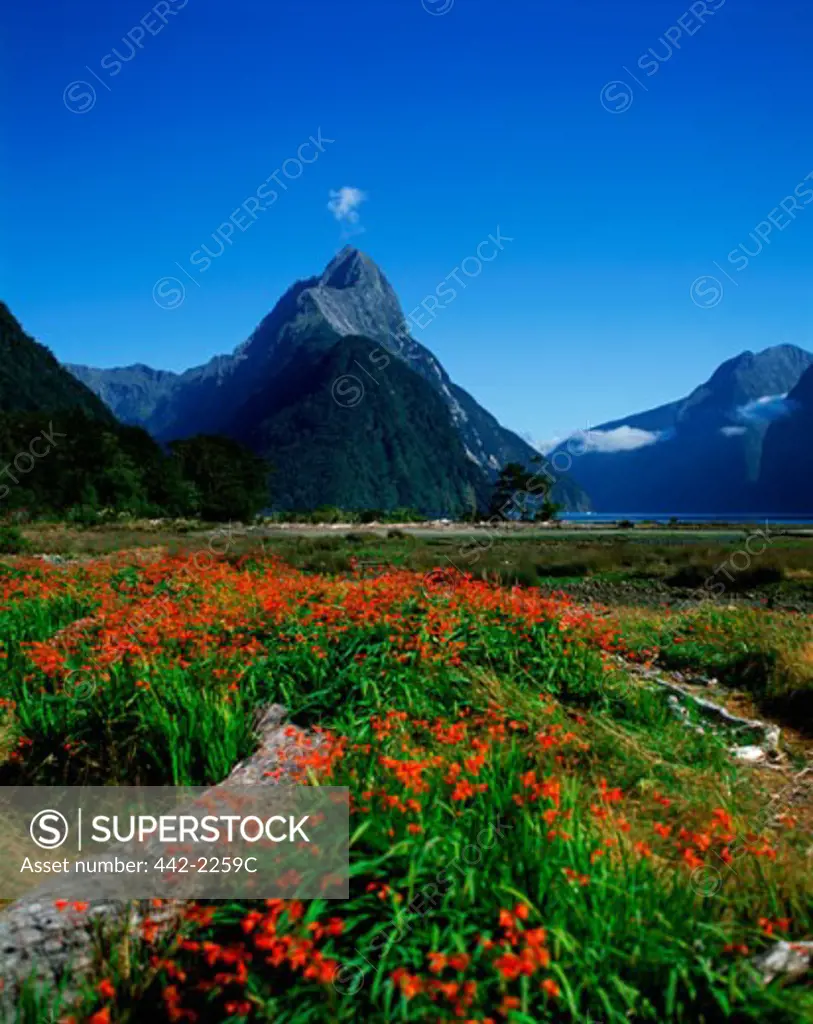 Flower growing on a field, Milford Sound, South Island, New Zealand