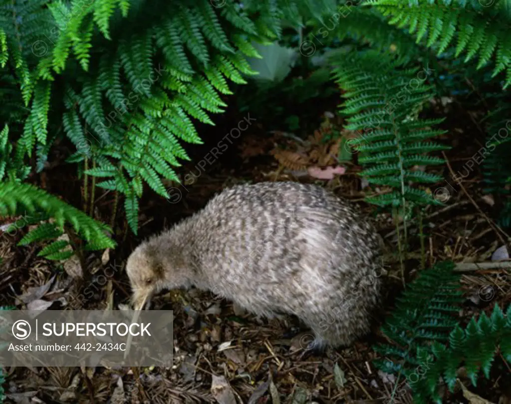 Little Spotted Kiwi in a nest, New Zealand (Apteryx owenii)