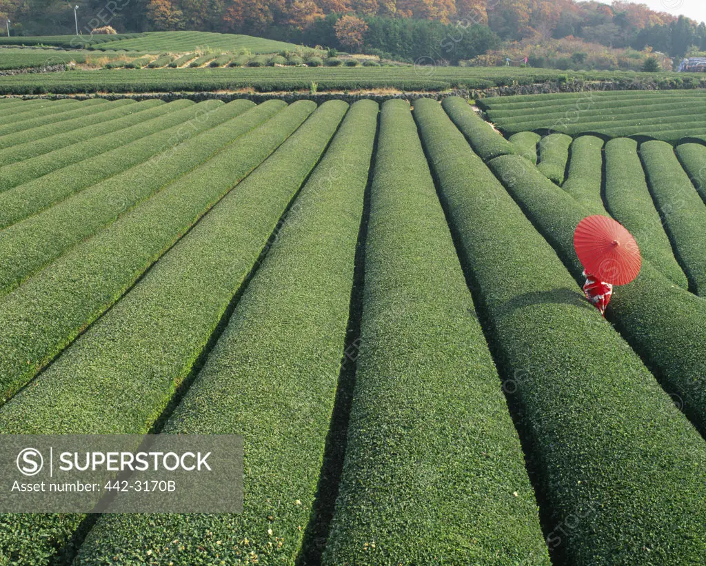 High angle view of a person in a tea field, Japan