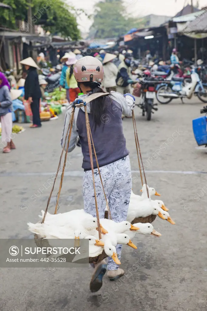 Woman carrying ducks to market, Hoi An, Vietnam