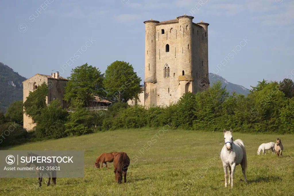 Horses grazing in a field with castle in the background, Arques Castle, Arques, Aude, Languedoc-Rousillon, France