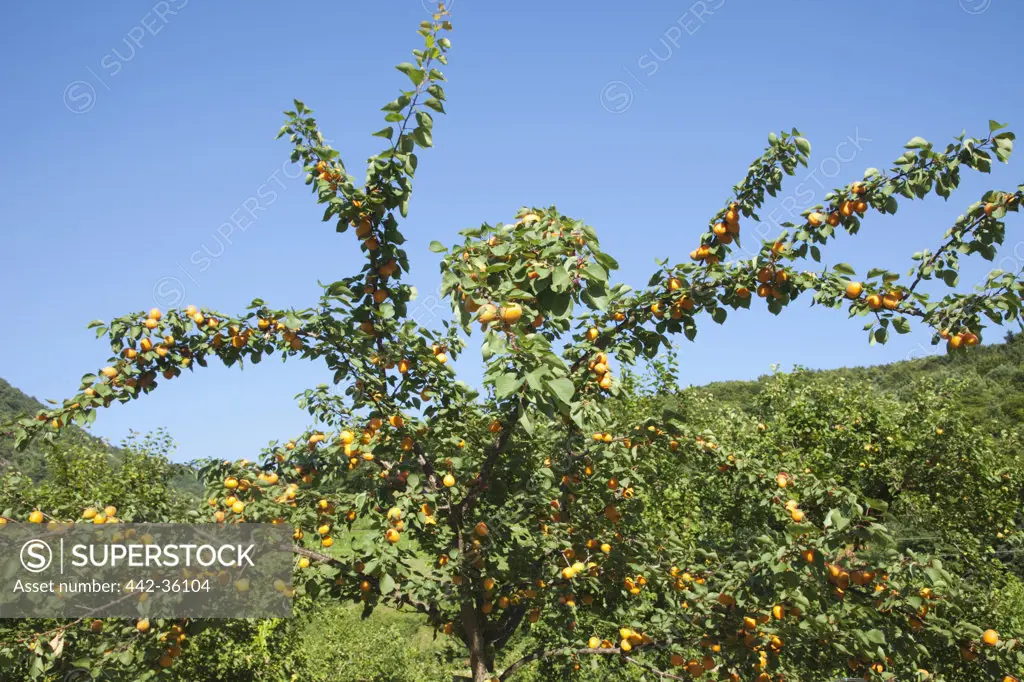 Low angle view of an apricot tree, Melk, Wachau, Lower Austria, Austria