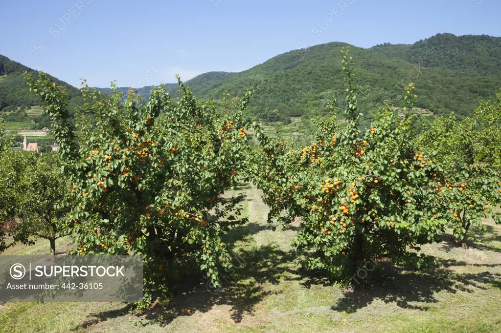 Apricot trees in an orchard, Melk, Wachau, Lower Austria, Austria