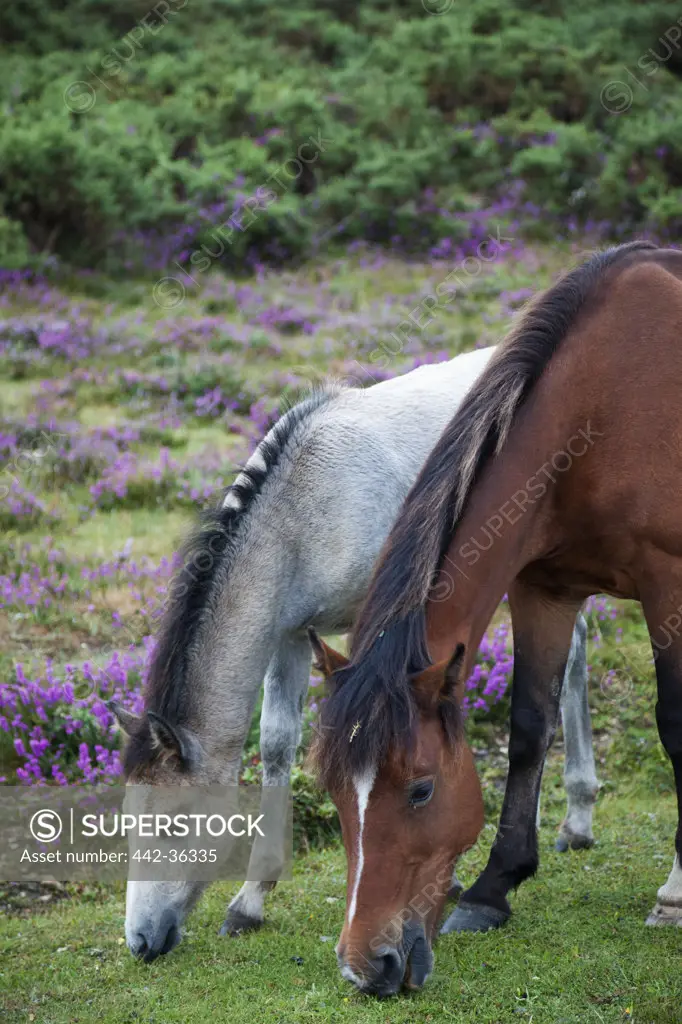 Two horses grazing in a field, New Forest, Hampshire, England