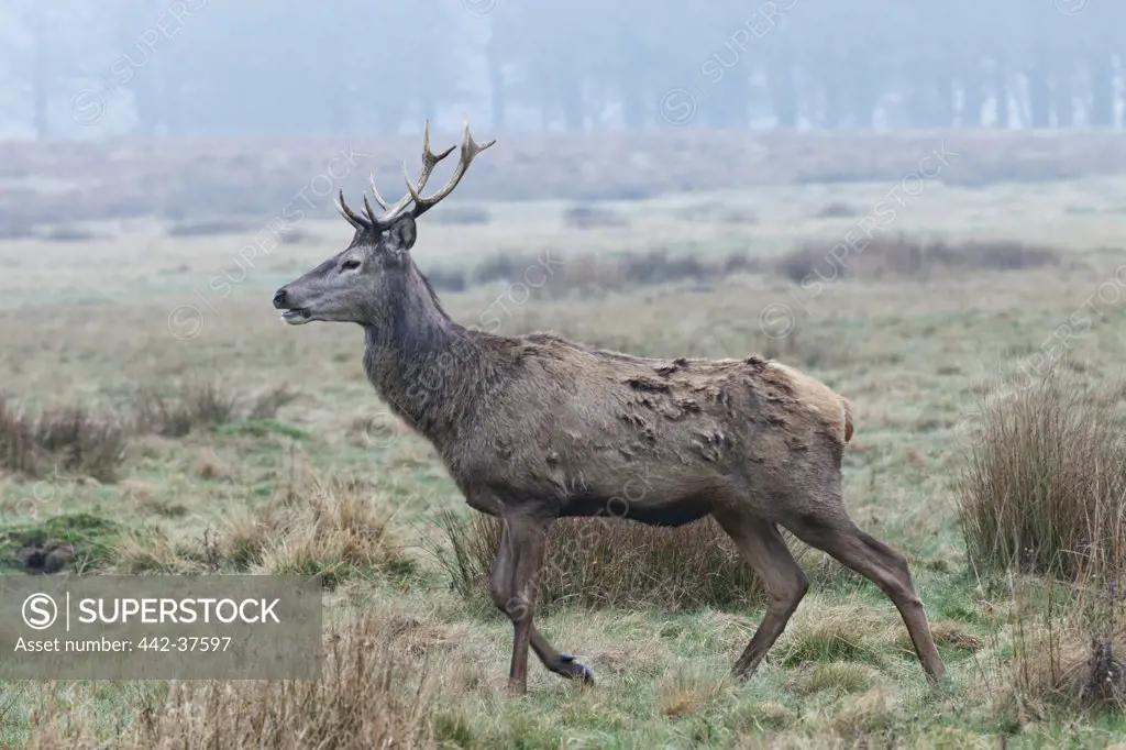 UK, England, London, Surrey, Richmond Park, Deer in meadow