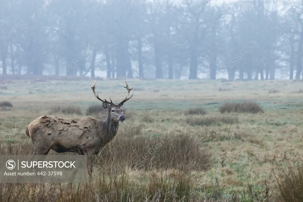 UK, England, London, Surrey, Richmond Park, Deer standing in meadow