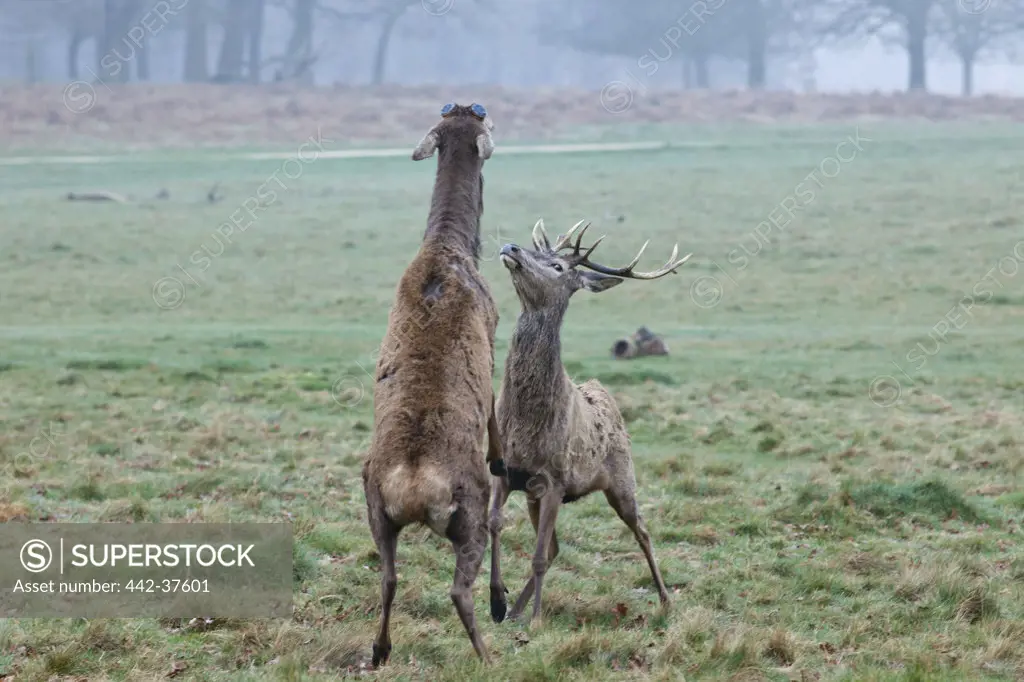 UK, England, London, Surrey, Richmond Park, Deer fighting
