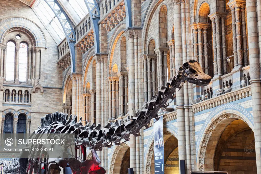 UK, London, Kensington, Natural History Museum, Dinosaur exhibit