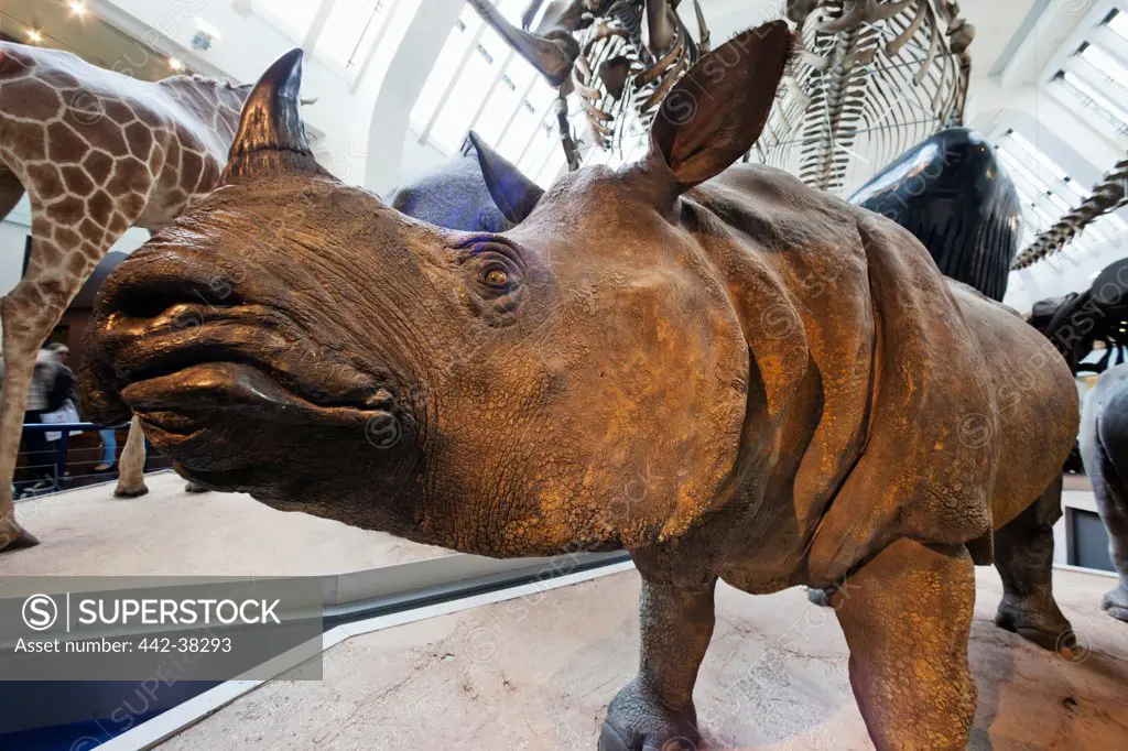 UK, London, Kensington, Natural History Museum, Rhinoceros exhibit