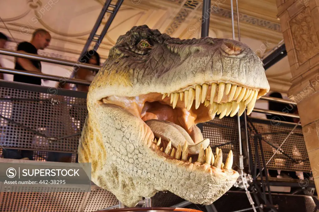 UK, London, Kensington, Natural History Museum, T-Rex Dinosaur exhibit