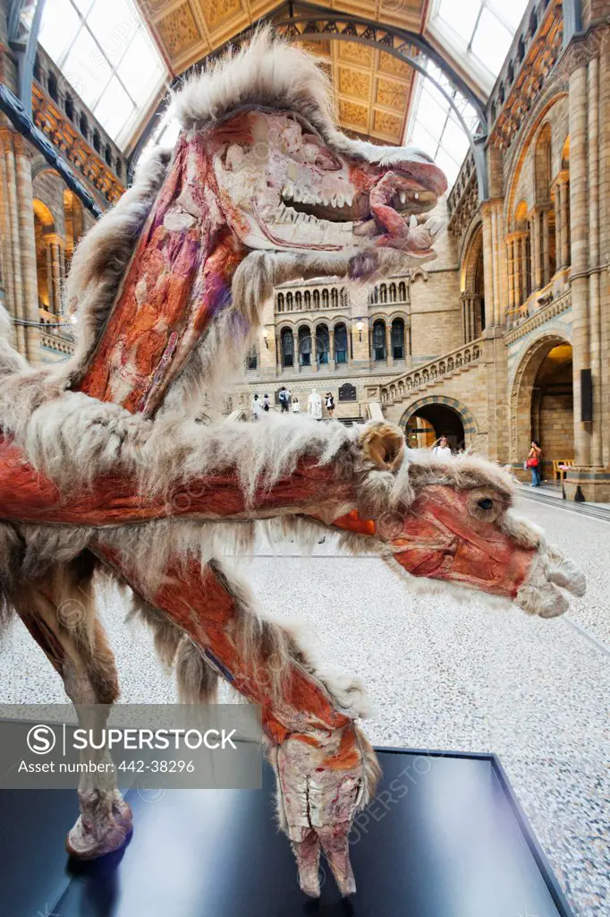 UK, London, Kensington, Natural History Museum, Dissected Camel Exhibit