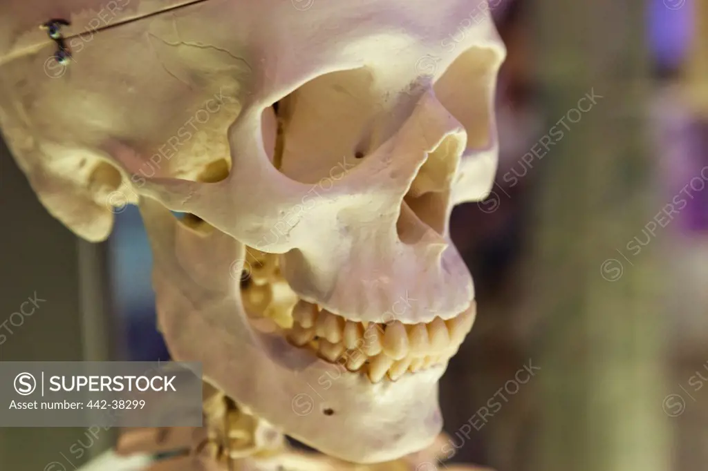 UK, London, Kensington, Science Museum, Medical History Section, Human Skull