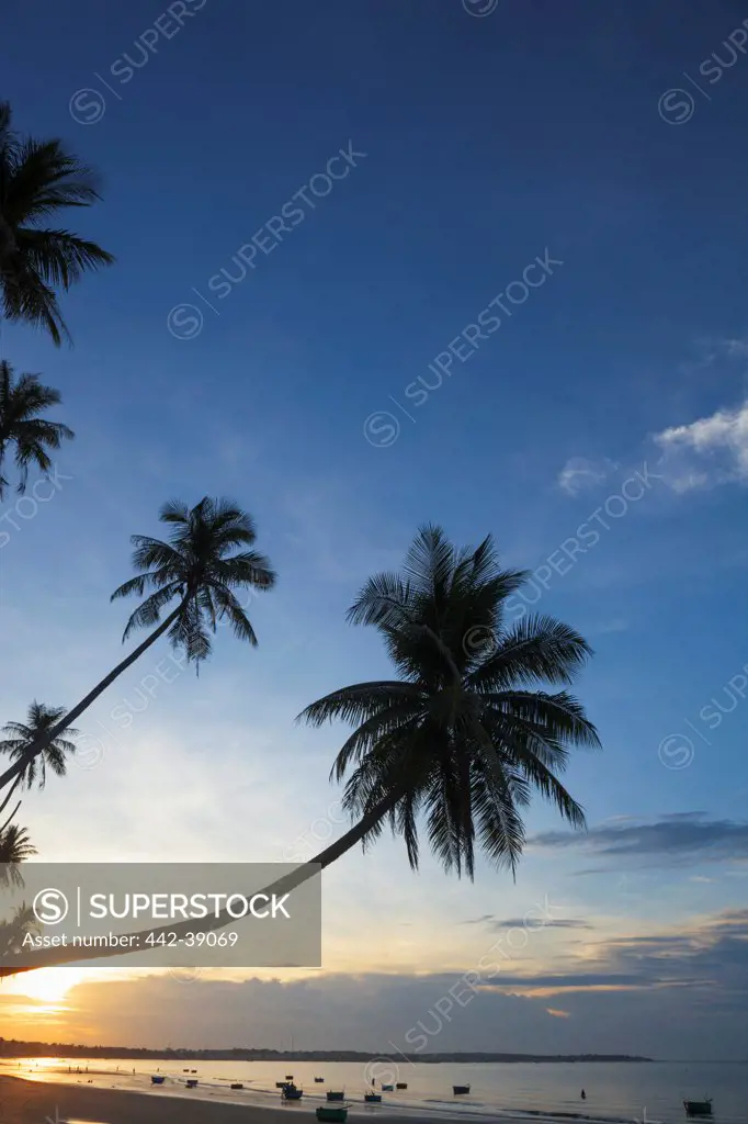 Vietnam, Mui Ne, Mui Ne Beach, Palm Trees at Sunrise