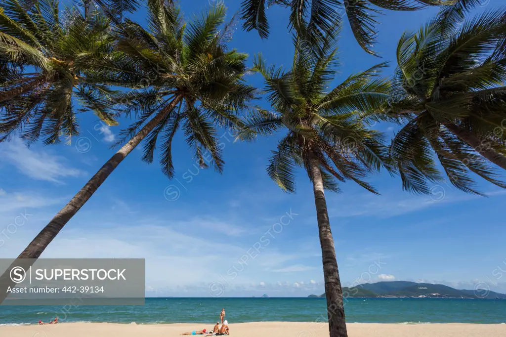 Vietnam, Nha Trang, Nha Trang Beach, Palm trees