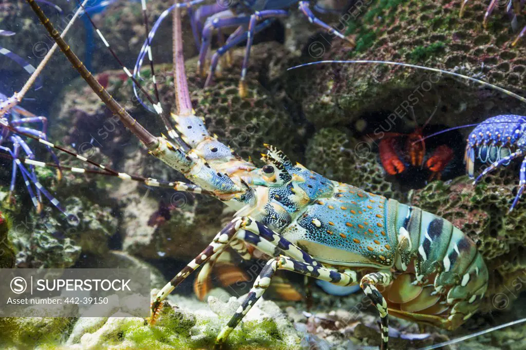 Vietnam, Nha Trang, National Oceanographic Museum, Lobster