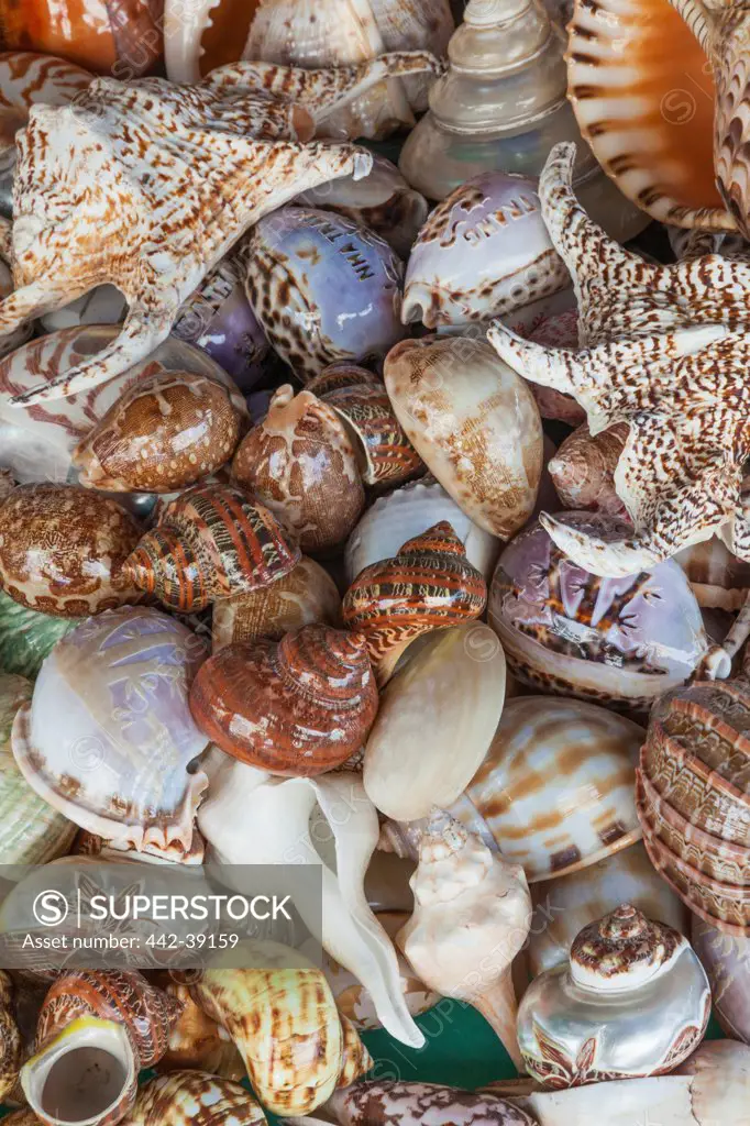 Vietnam, Nha Trang, Dam Market, Seashells for sale