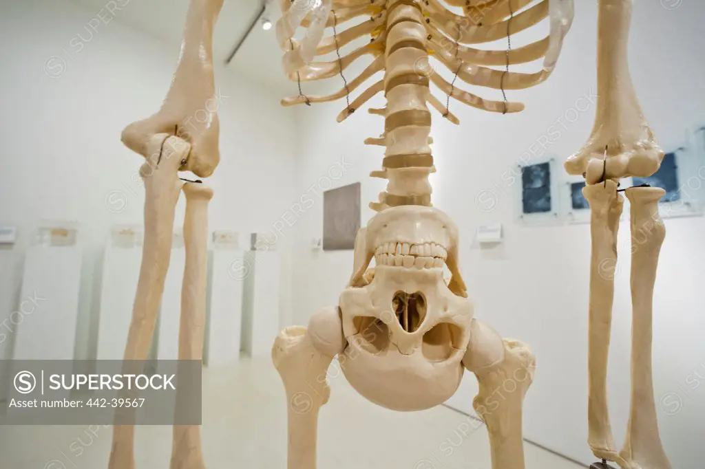 UK, England, London, Euston, The Wellcome Collection Museum, Skeleton Exhibit Artwork