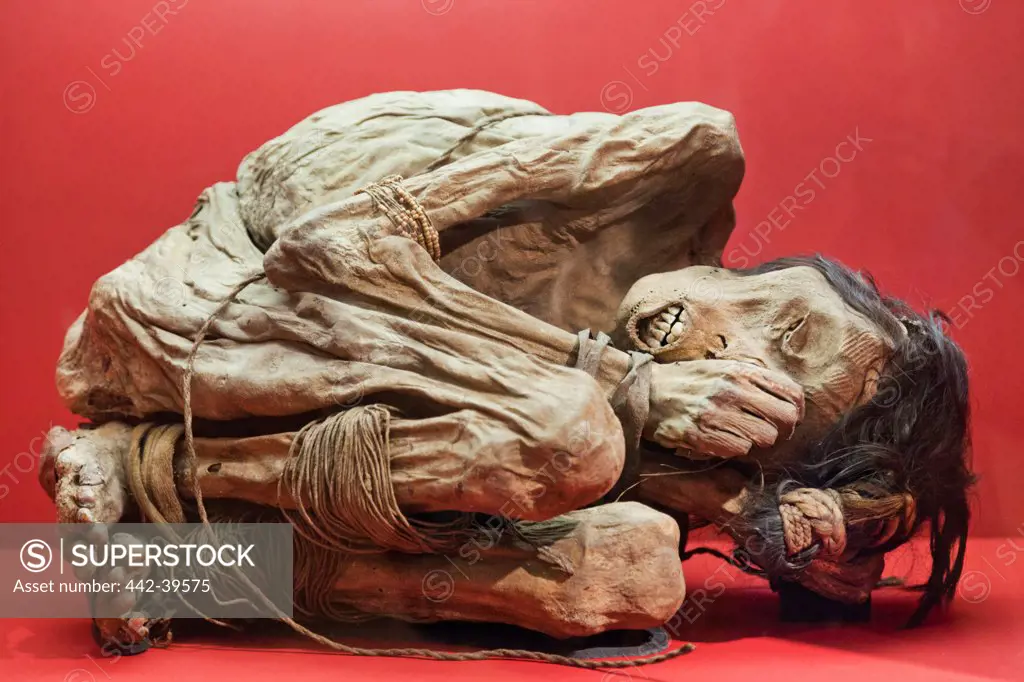 UK, England, London, Euston, The Wellcome Collection Museum, Mummified Body of Chimu Man (Peru 1200-1400)