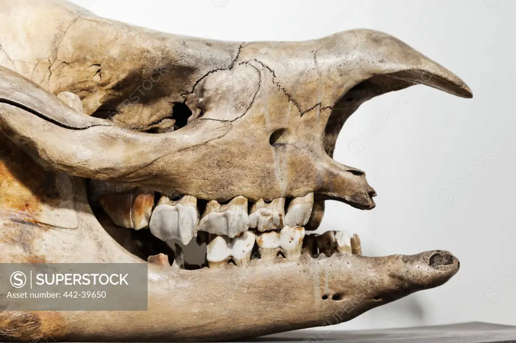 UK, England, London, University College London, The Grant Museum of Zoology, Indian One Horned Rhinoceros Skull