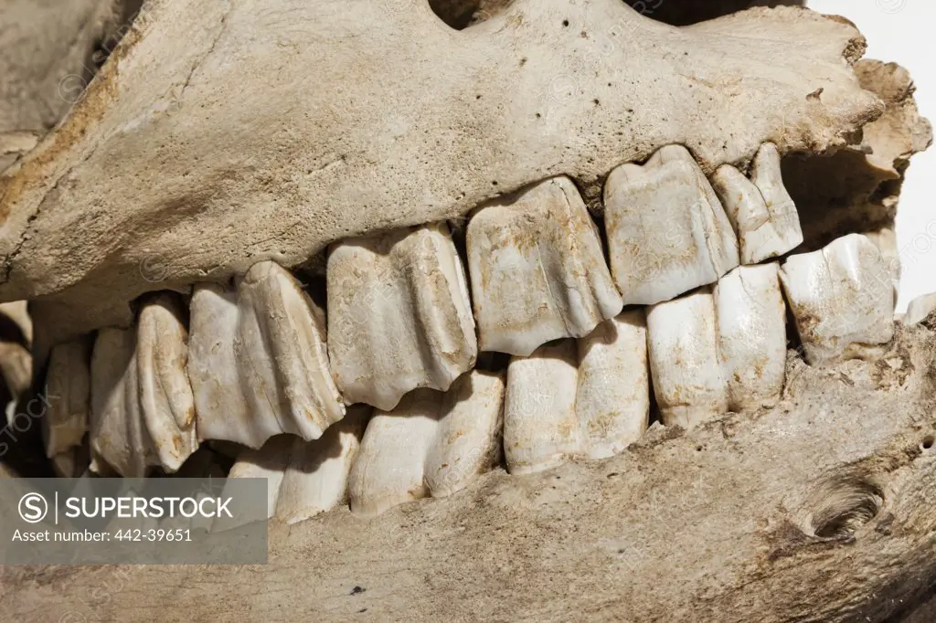UK, England, London, University College London, The Grant Museum of Zoology, Teeth of Rhinoceros Skull