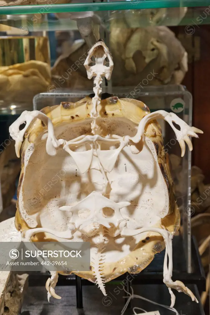 UK, England, London, University College London, The Grant Museum of Zoology, Skeleton of Tortoise