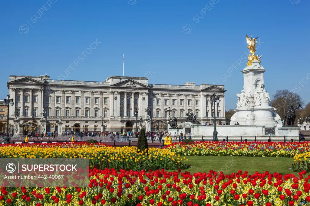 UK, England, London, View of Buckingham Palace with blooming tulips in foreground