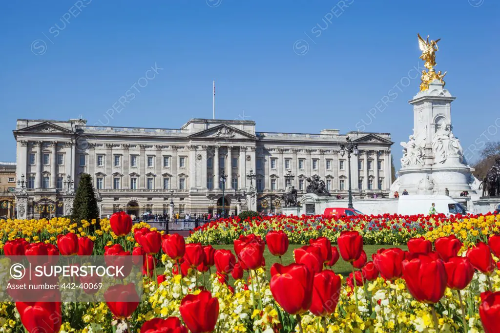 UK, England, London, View of Buckingham Palace with blooming tulips in foreground