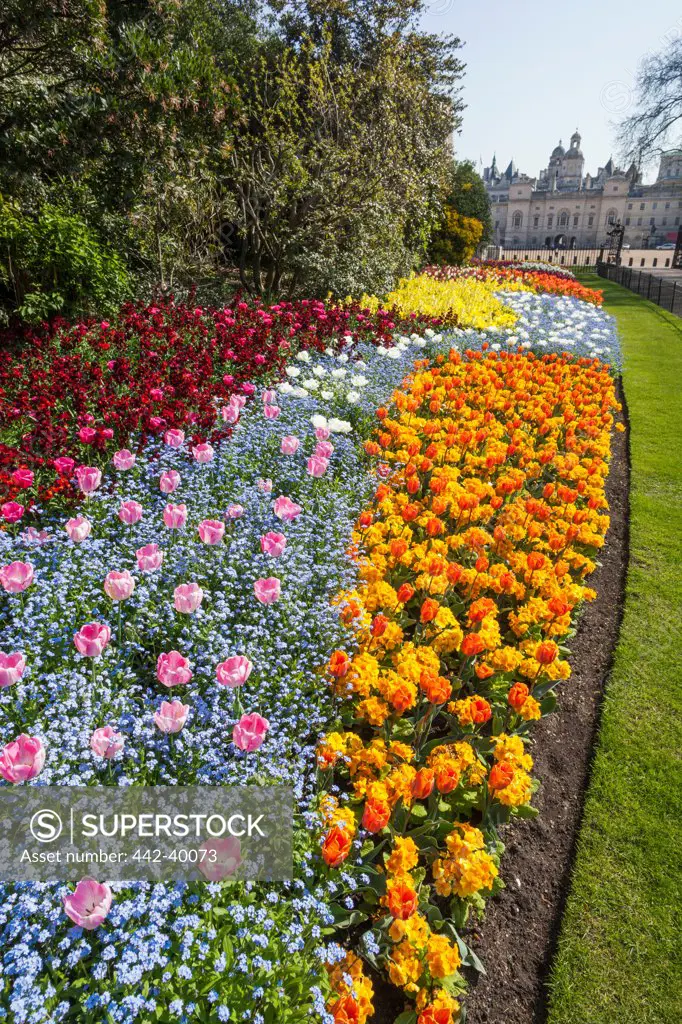 UK, England, London, Flowers blooming in St James Park
