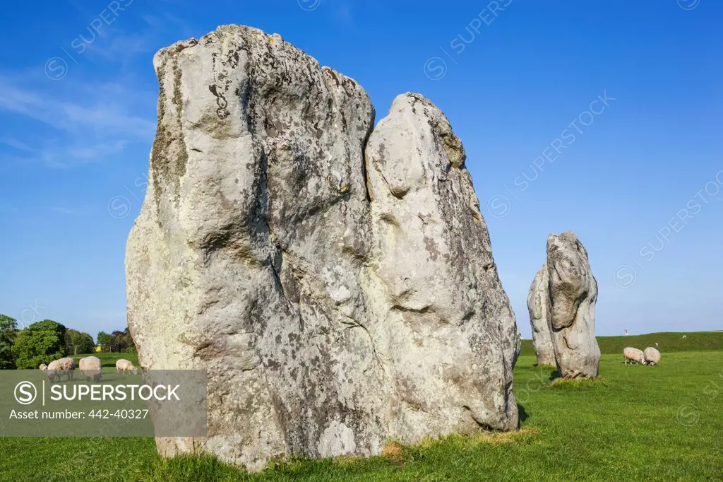 UK, England, Wiltshire, Avebury, Avebury Stone Circle and sheep