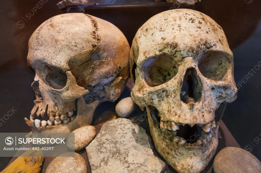 UK, England, Somerset, Weston-Super-Mare, Weston-Super-Mare Museum, Human Skulls from Bleadon Burial Site