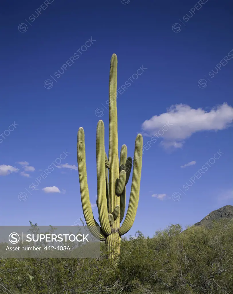 Low angle view of a Saguaro cactus, Saguaro National Park, Arizona, USA
