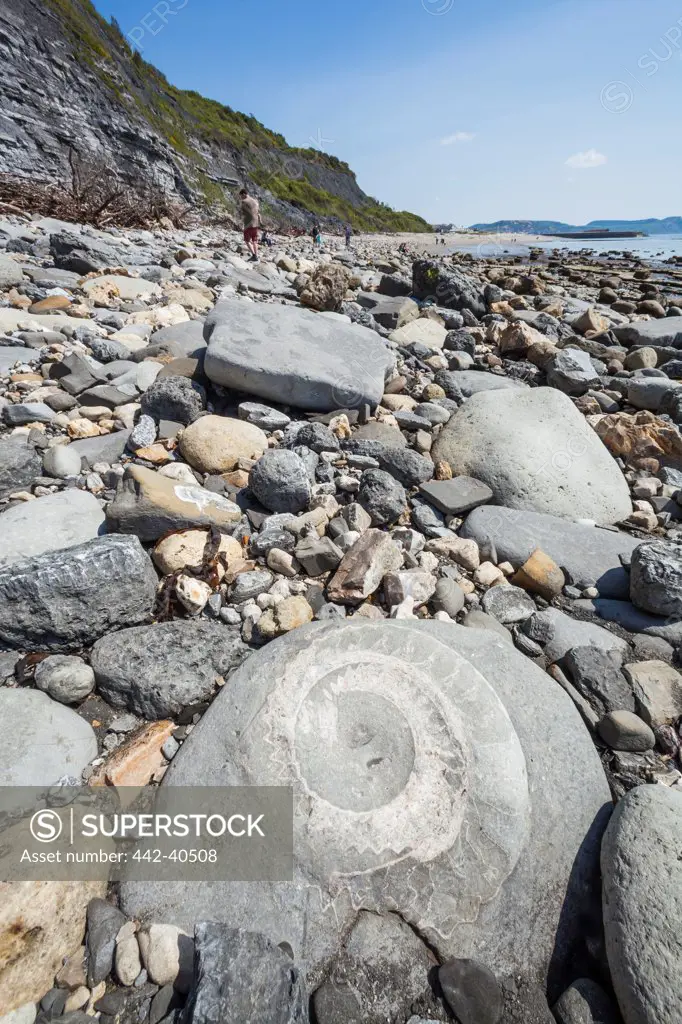 Rocks with ammonite patterns, Lyme Regis, Dorset, England