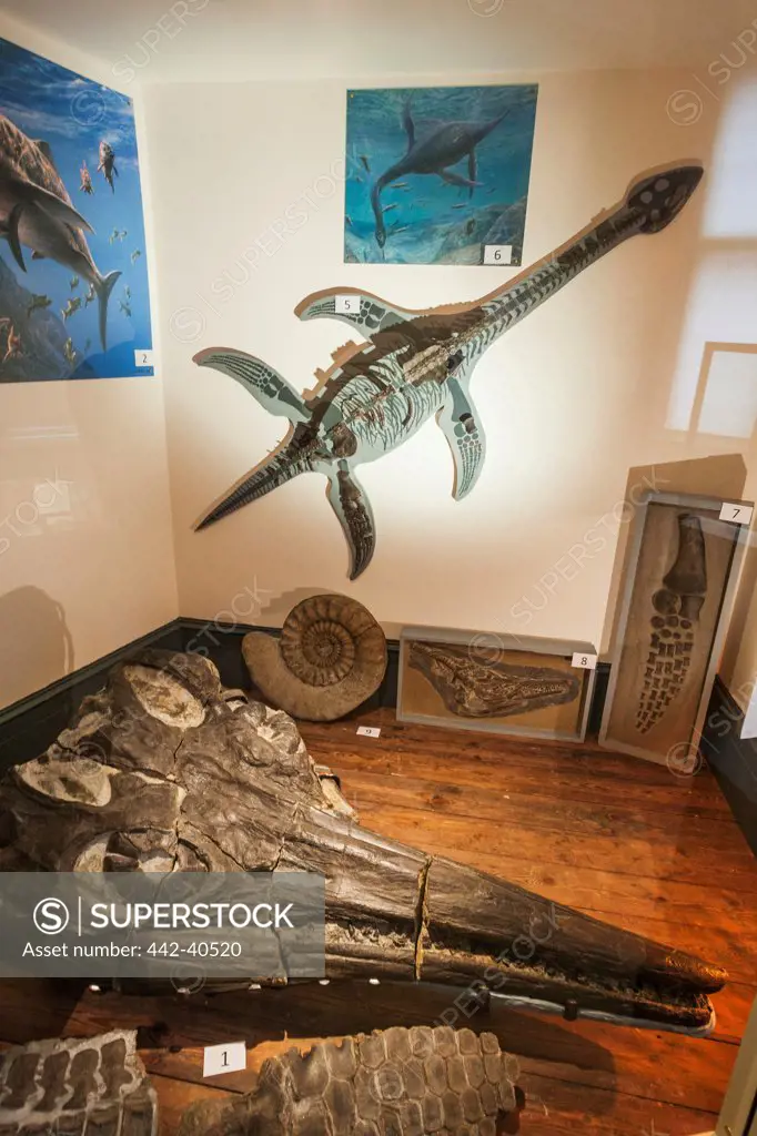 Display of fossils in a museum, Lyme Regis Museum, Jurassic Coast, Lyme Regis, Dorset, England