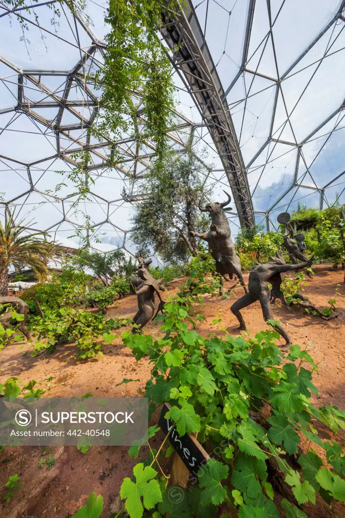 Grapevines inside a biome, Eden Project, St. Austell, Cornwall, England