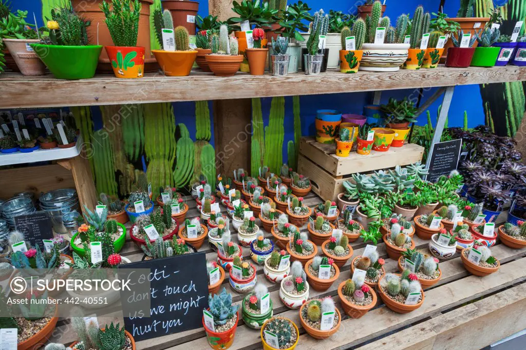 Display of cactus plants on display for sale, Eden Project, St. Austell, Cornwall, England