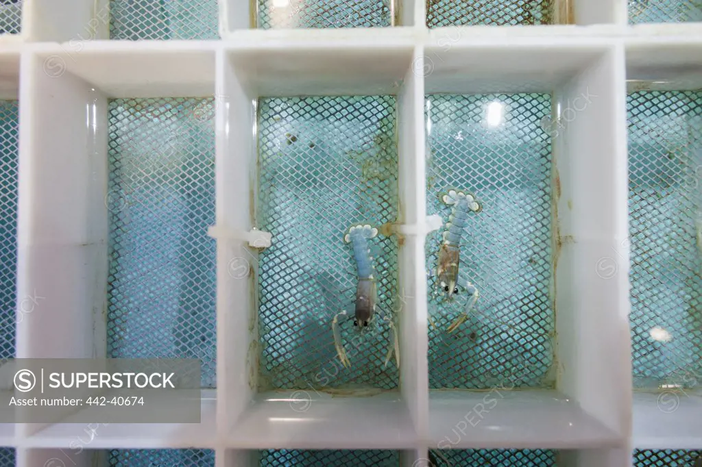 Lobsters at National Lobster Hatchery, Padstow, Cornwall, England
