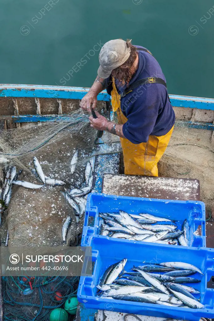 Fisherman unloading mackerel catch, Mevagissey, Cornwall, England