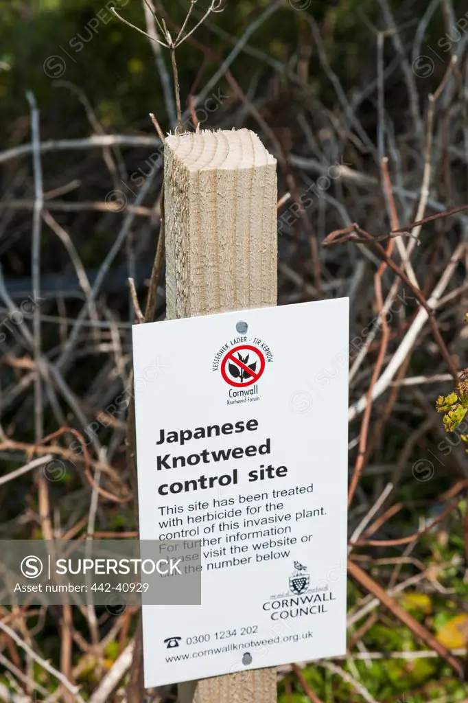 Close-up of Japanese knotweed control notice, Cornwall, England