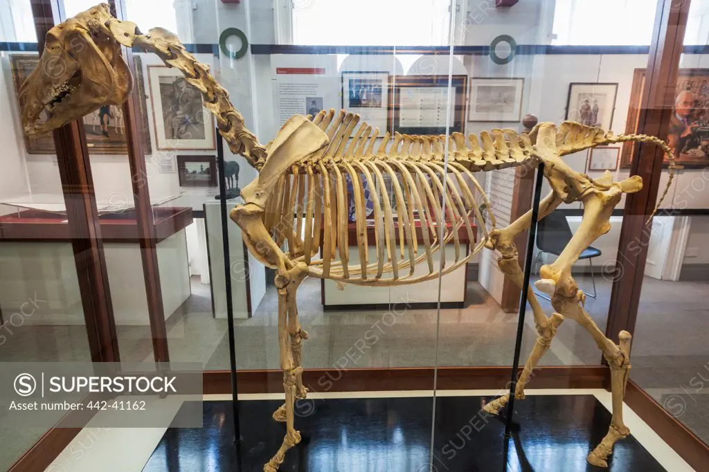 Skeleton of Hyperion horse in the National Horseracing Museum, Newmarket, Suffolk, East Anglia, England