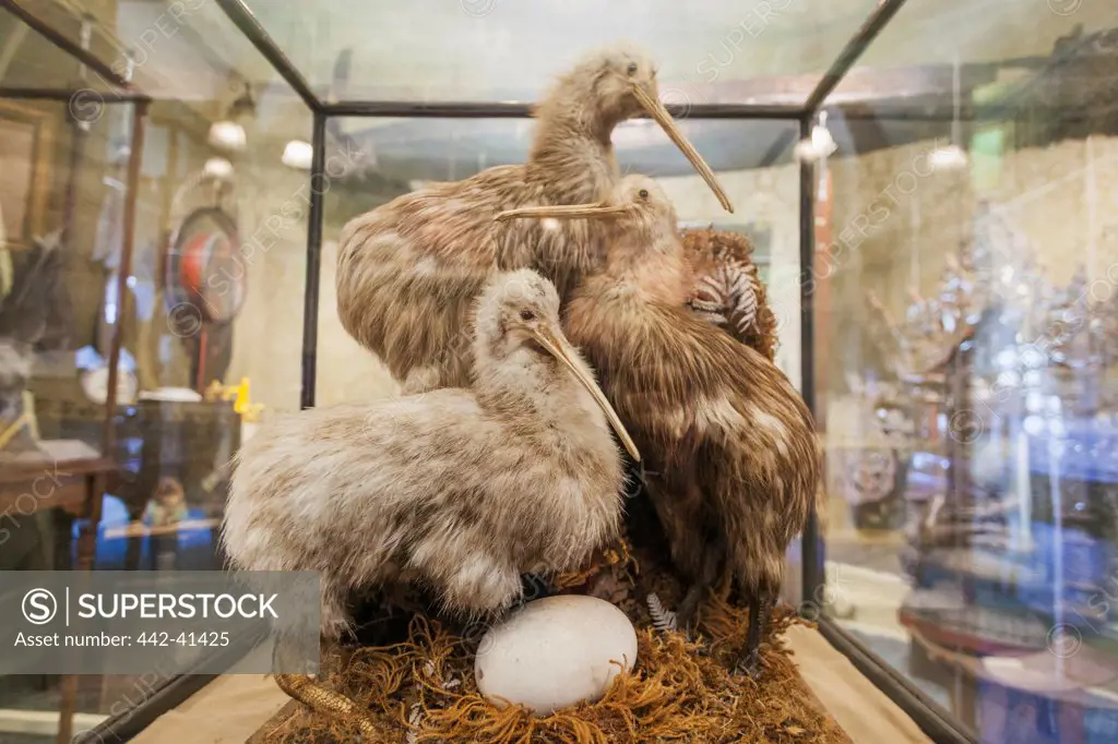 Exhibit of Stuffed Kiwi Birds in Russell-cotes Art Gallery and Museum, Bournmouth, Dorset, England