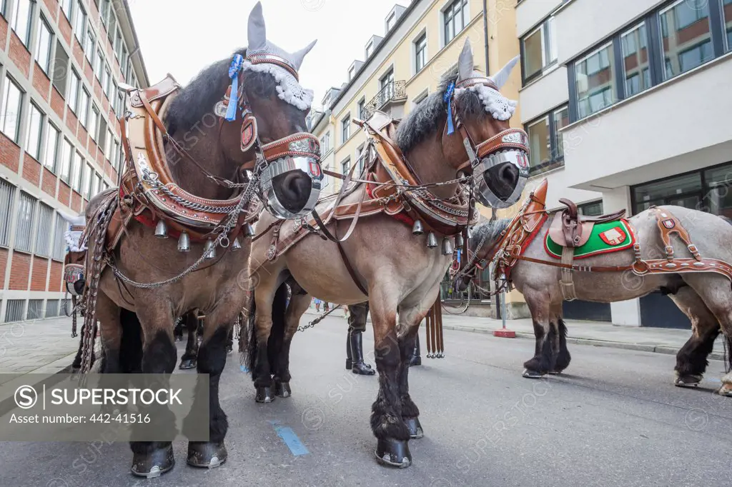 Horses in Oktoberfest festival, Munich, Bavaria, Germany