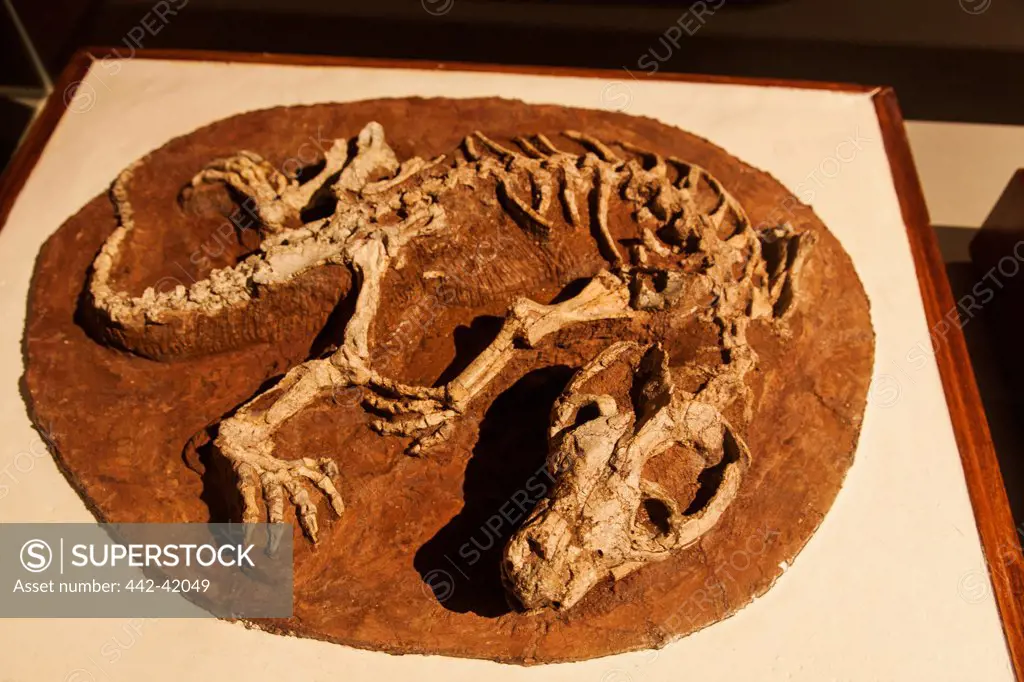 China, Skeleton of Repenomamus Giganticus